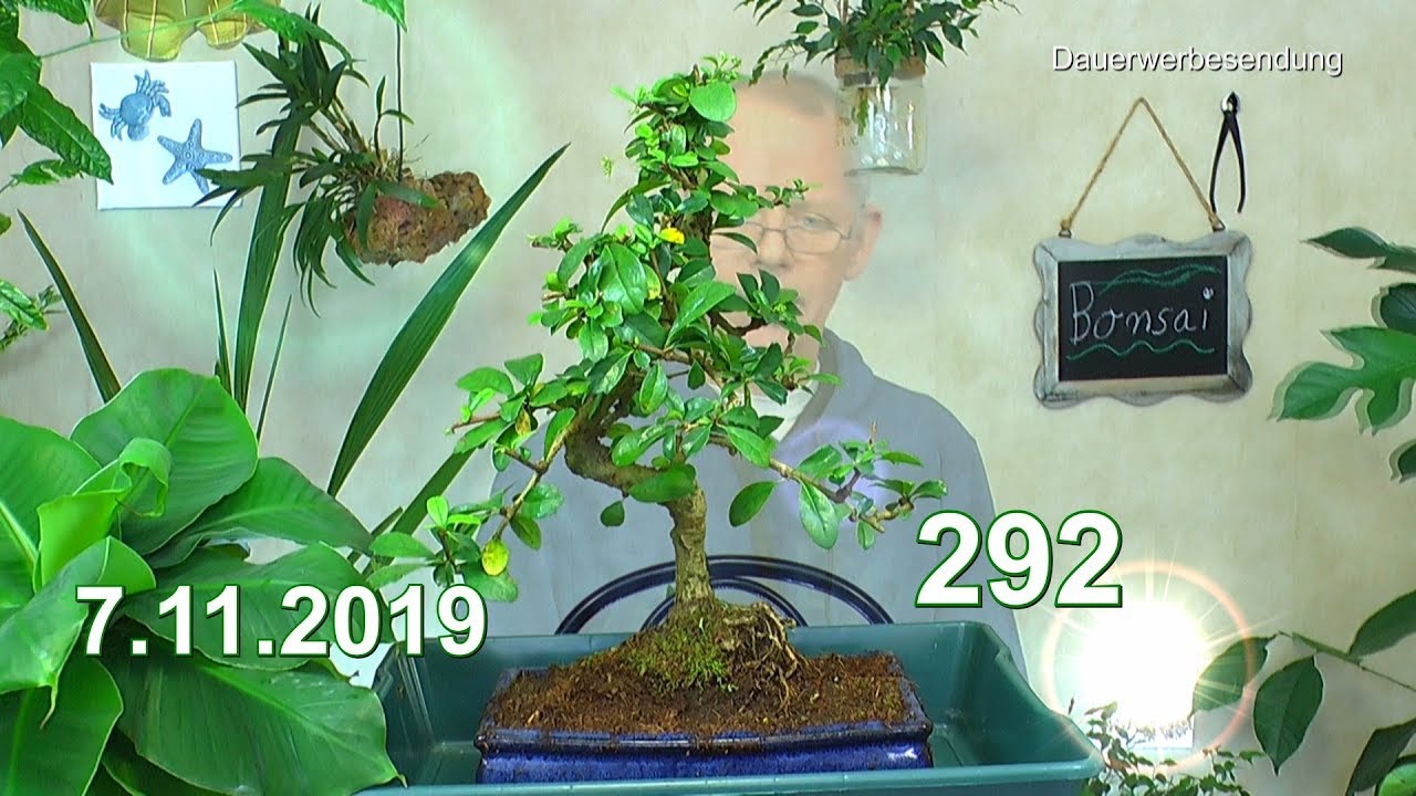 Indoor Bonsai neuer Fukientee angekommen und wie geht es dann weiter?