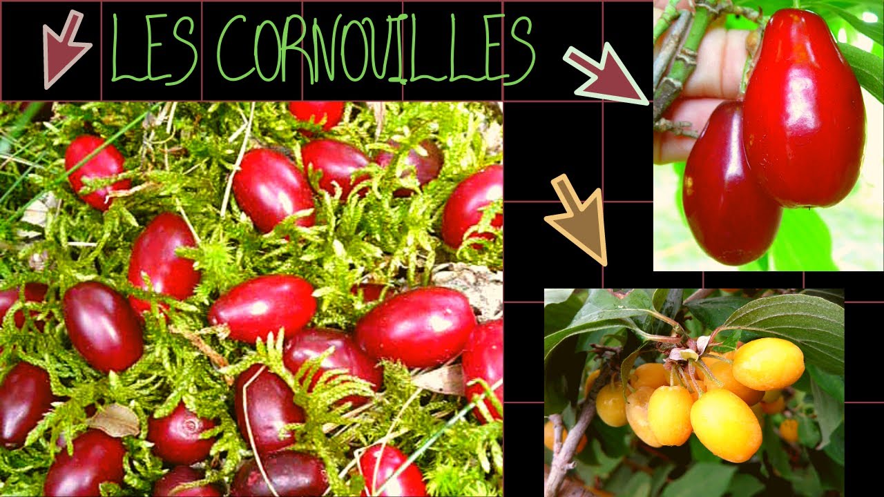 LES CORNOUILLES...En savoir plus.