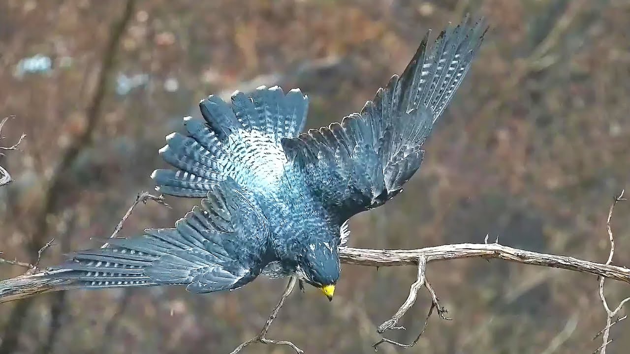 Peregrine Falcons GSB | Newman takes a rain bath ~ 3-10-2021