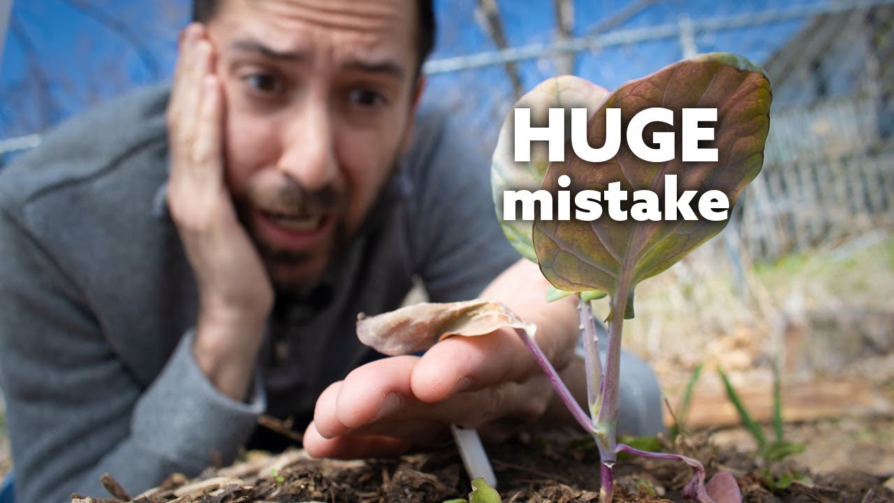 Don't Rush HARDENING OFF Your Veggies Before Transplanting!