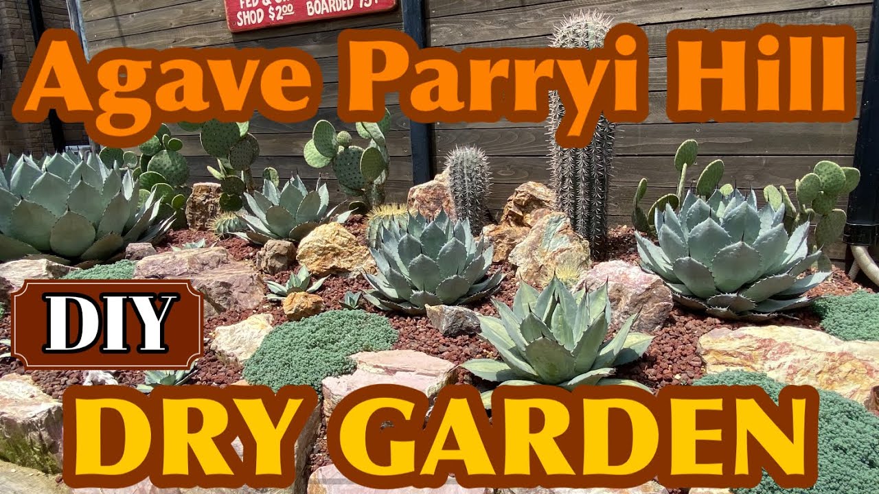 【DIY】雑草だらけの荒地にドライガーデンを作ってみた