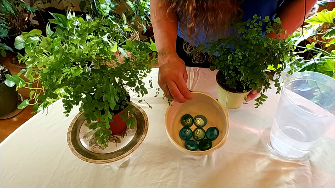Secrets to Keeping Maidenhair Fern Alive