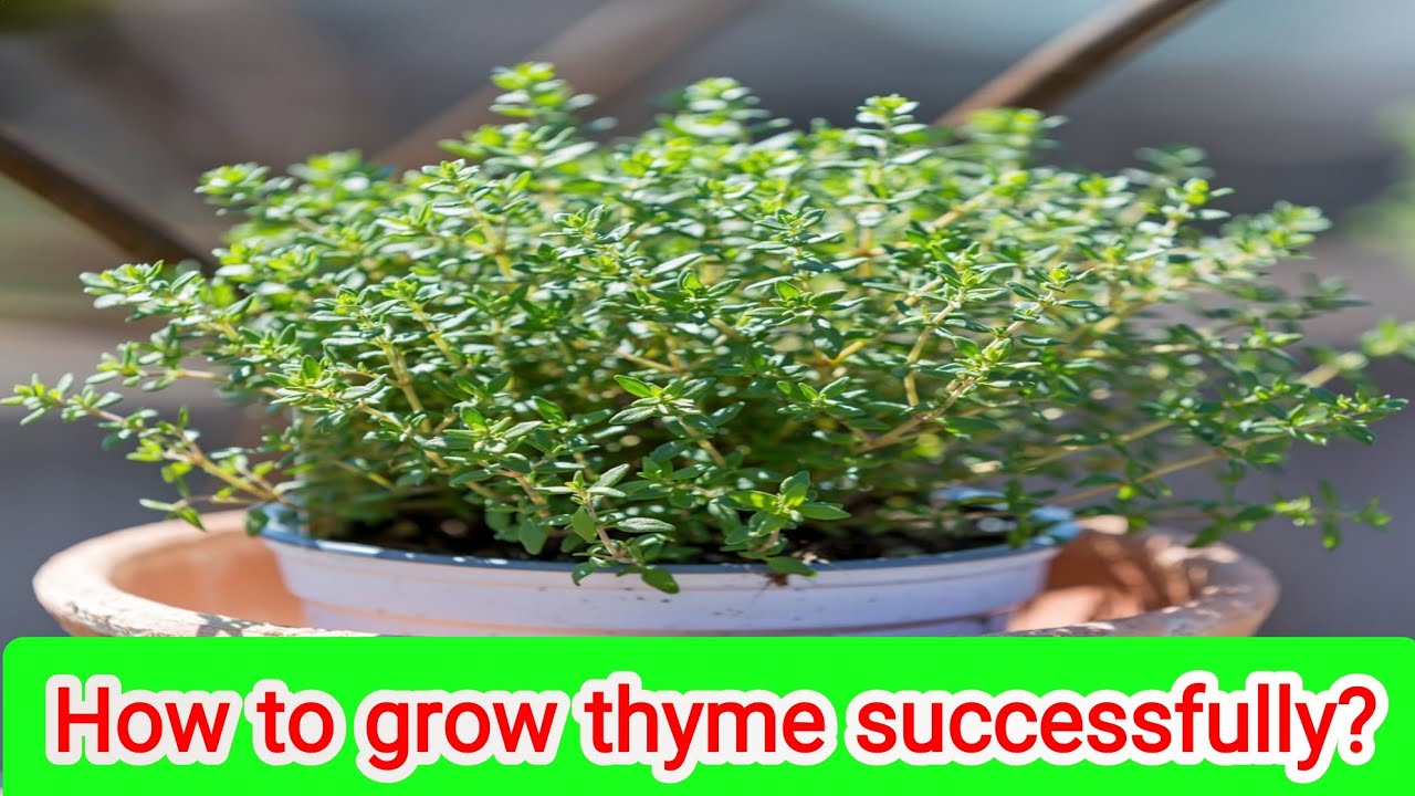 How to grow thyme successfully?