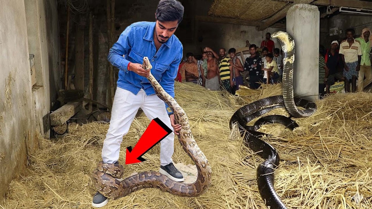 Crazy XYZ New VIdeo : Python Snake Rescue Gone Wrong 😱 | हालत खराब हो गई