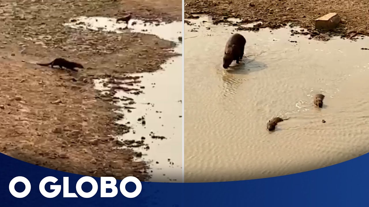 Seca no Pantanal: Animais correm para matar sede ap&oacute;s &aacute;gua chegar em caminh&otilde;es-pipa