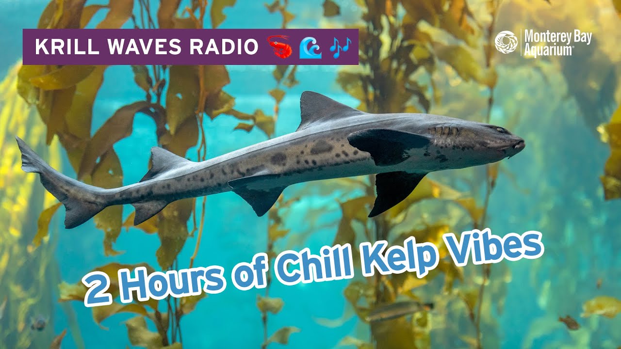 2 Hours Of Kelp Forest To Study/Relax To | Lofi Hip Hop | Monterey Bay Aquarium Krill Waves Radio