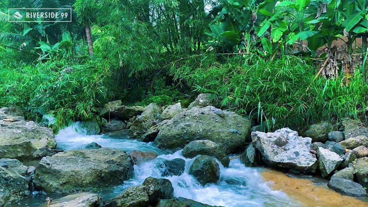 LIVE River Sounds for Sleeping & Anxiety Relief | Gentle River Flow Ambience 24/7