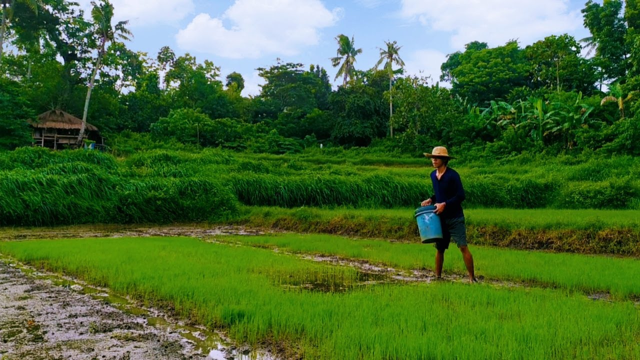 FARMING RICE from seed to plant | A life of a farmer | Pangasinan, Philippines