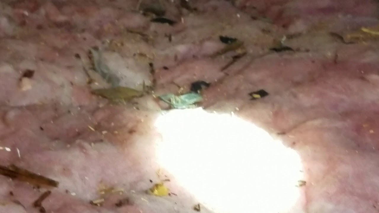 Mice Inspection in Attic and Insulation Cleanup Monroe NJ 732-284-3807