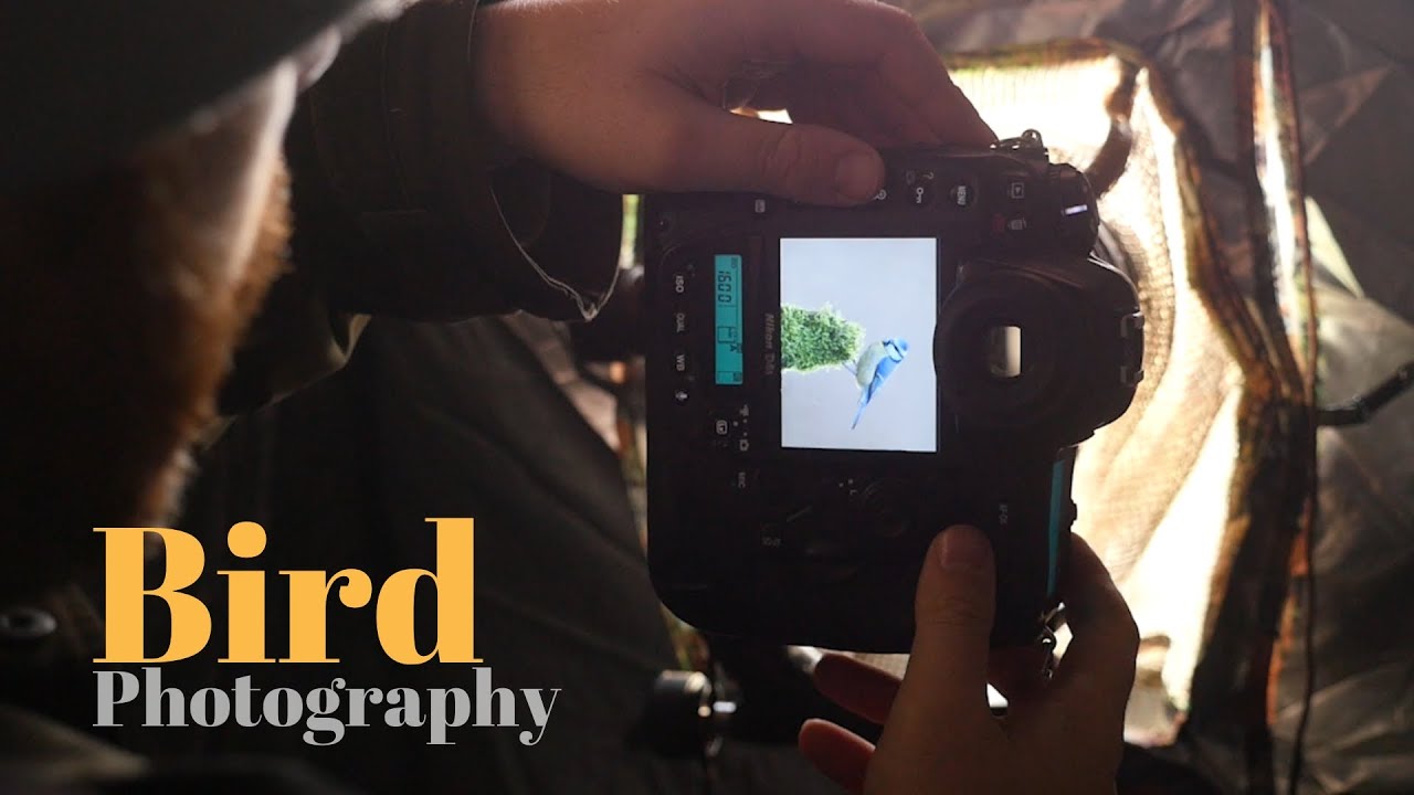 How to photograph wild birds || BIRD PHOTOGRAPHY from blind