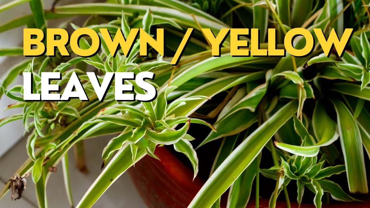 Spider plant LEAVES turn YELLOW and BROWN