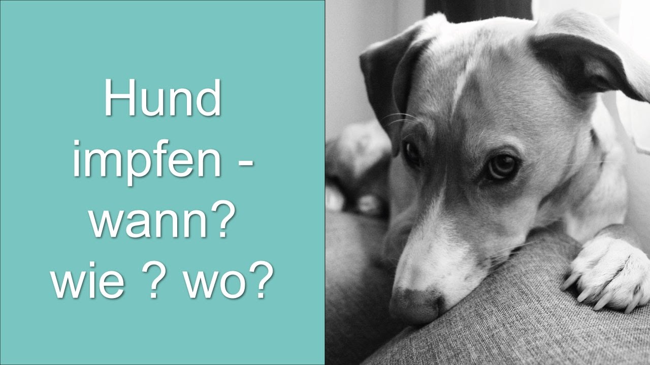Hund impfen... Wann? Wie? Wo? Warum?