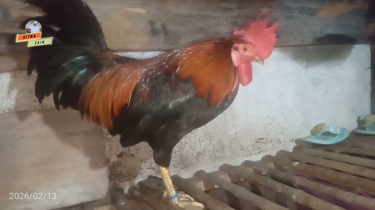 Melihat Kondisi Ayam Di Tengah Malam Pukul 02:30 WIT