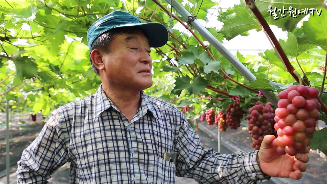 껍질째 먹는 홍주씨들리스 신품종 포도