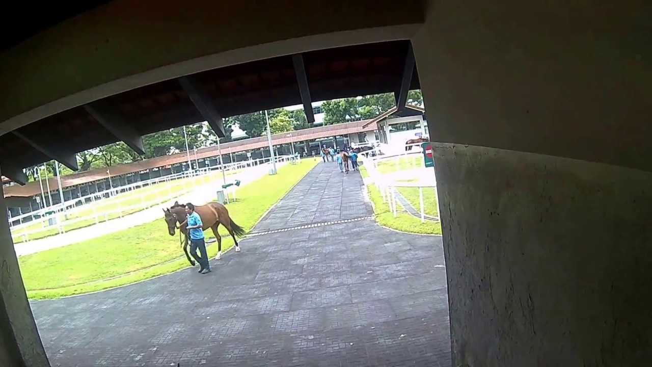 Raffles Cup Race Day 2017
