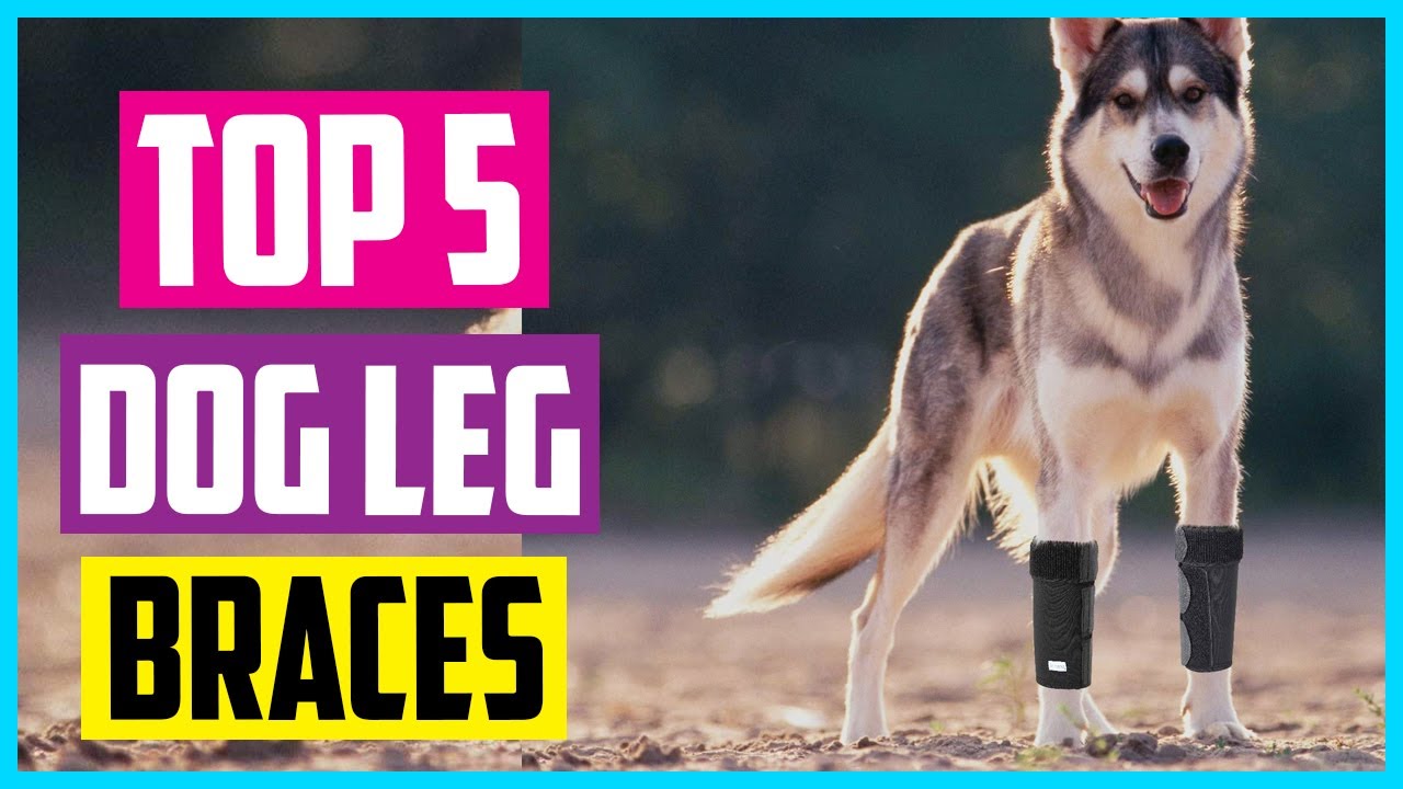 ✅ Top 5 Best Dog Leg Braces In 2024