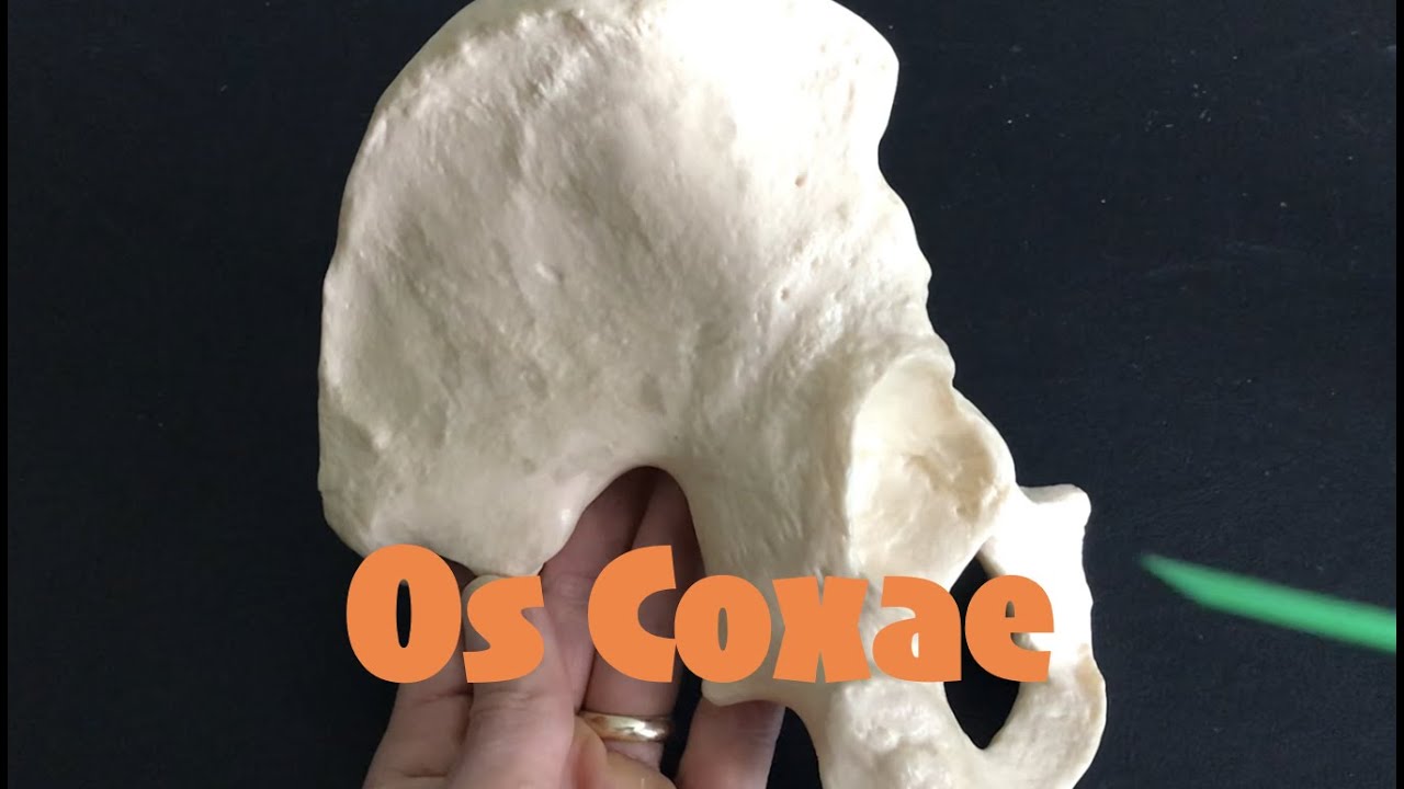 Os Coxae