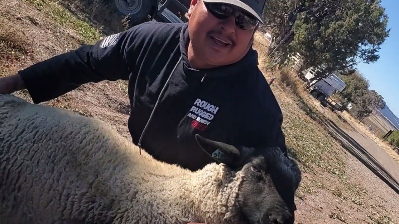 Suffolk/ Hampshire Breeding Ram