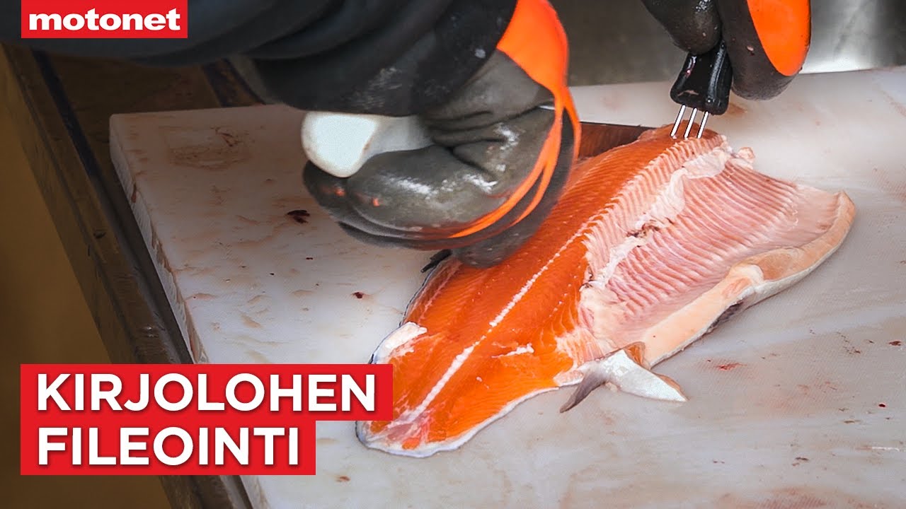 Kirjolohen fileointi ja perkuu helposti