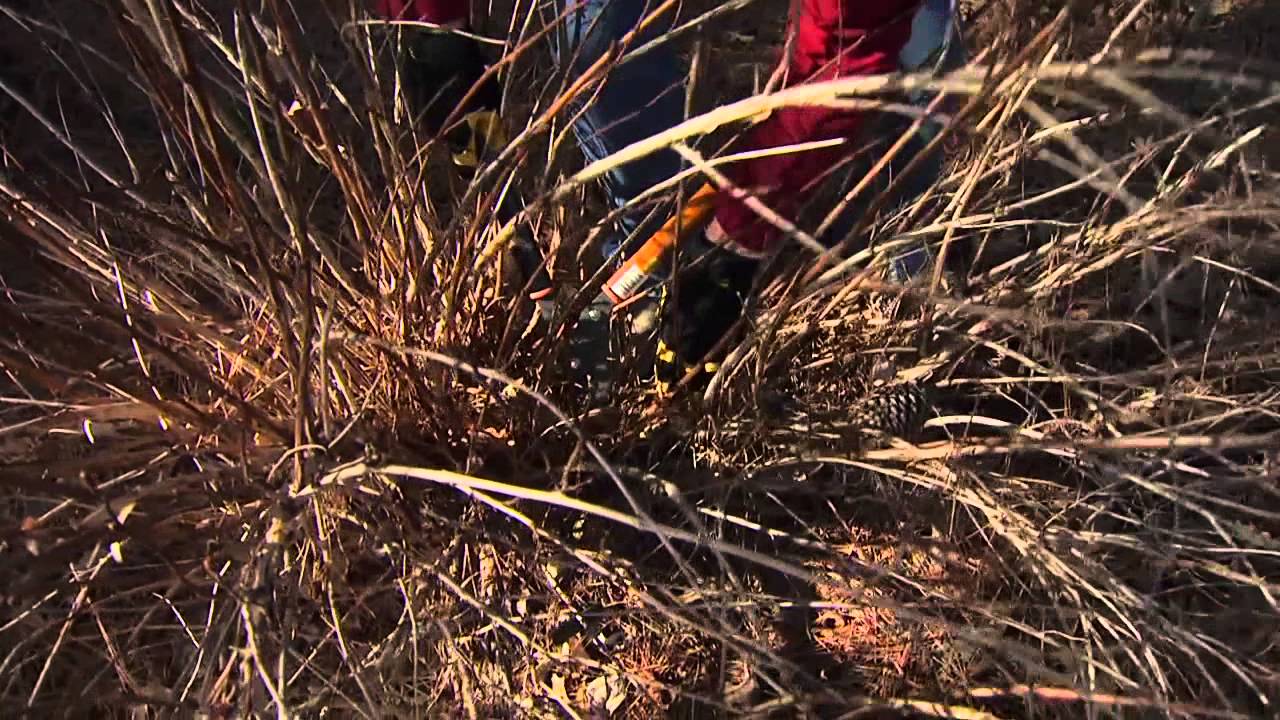 Rejuvenation & Renewal Pruning