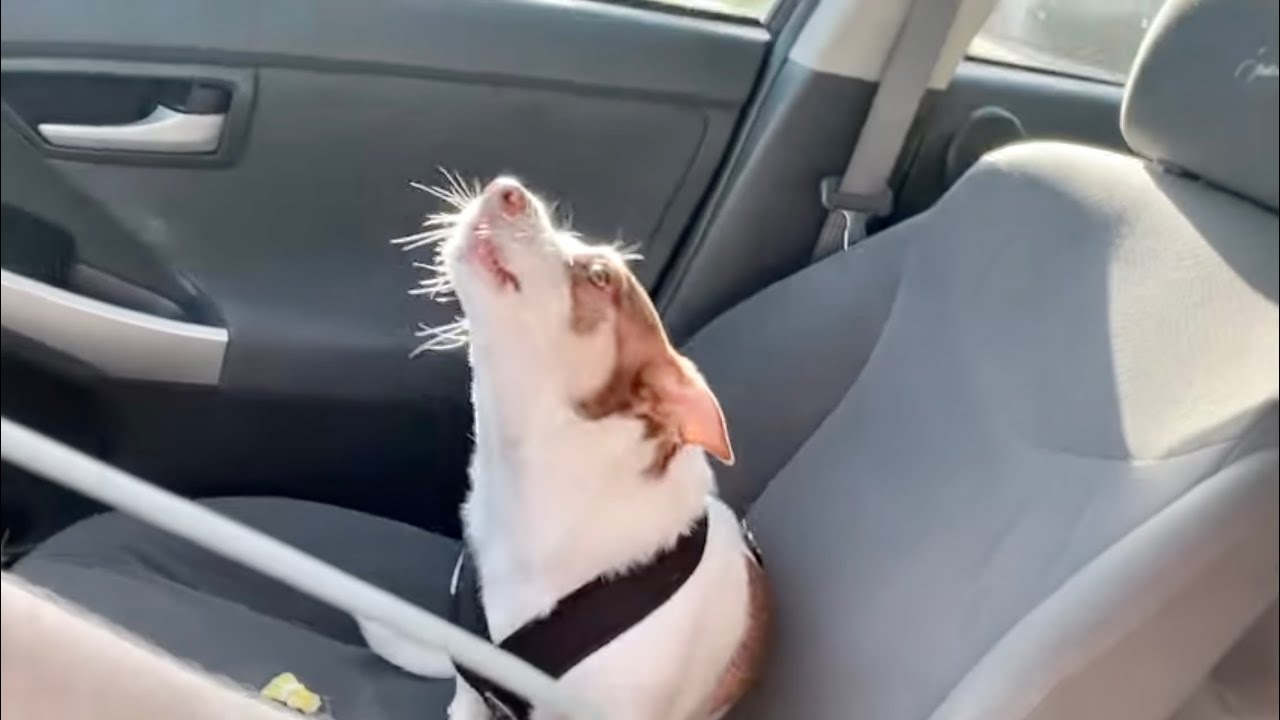 The Mr. Bubz video. | Lizze Gordon Vlogs