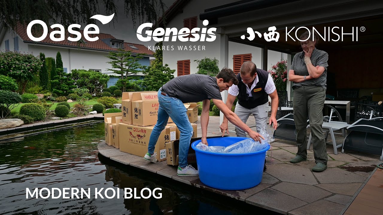Modern Koi Blog #5462 - Schweiz Spezial Die Auslieferung unserer Auktionskoi bei Susanna & Hans-J&uuml;rg