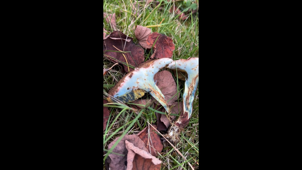 Bolete mushroom turns blue
