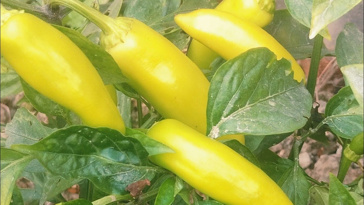 Marjiya lifestyle  আসসালামু আলাইকুম কেমন আছো বন্ধুরা সবাই