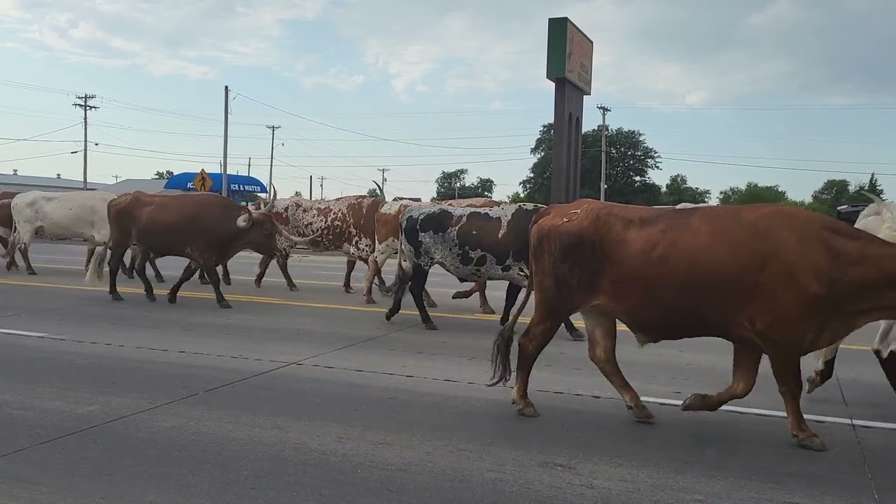 Cattle Drive 2024