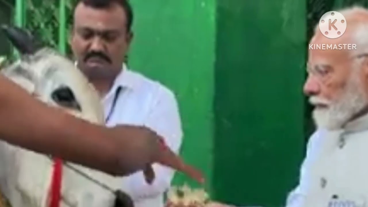 pm modi seeks the blessings of Gau mata at Sri Rajeswari Swamy pm modi