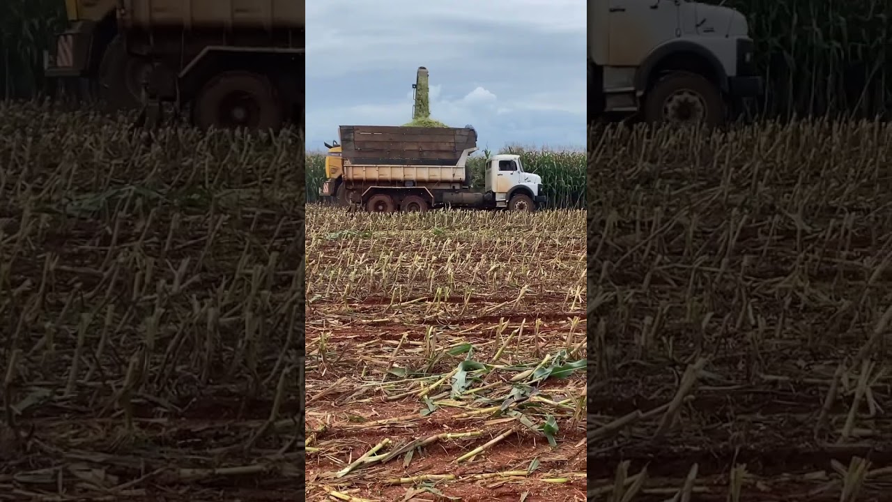 Silagem 2023 &aacute;rea sequeiro, dryland corn silage#shorts#silage#freefire#fr780