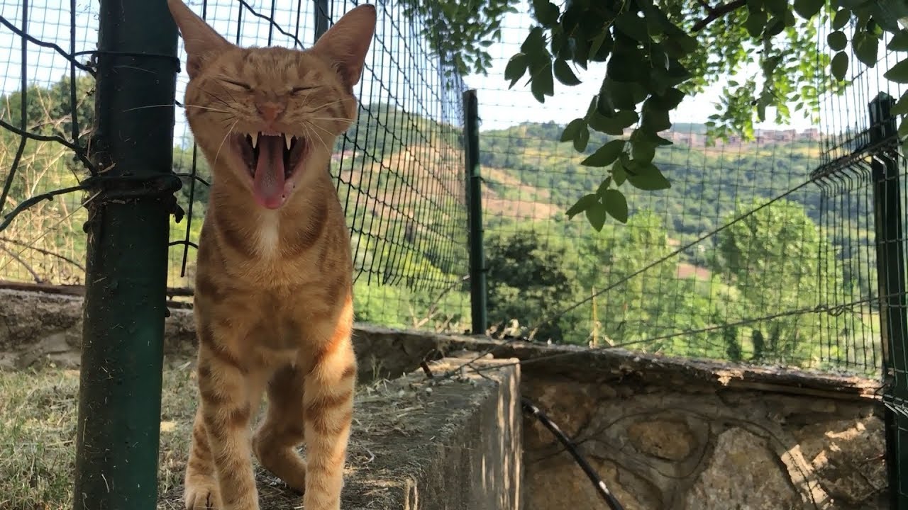 Cat is super happy because she left the clinic after treatment