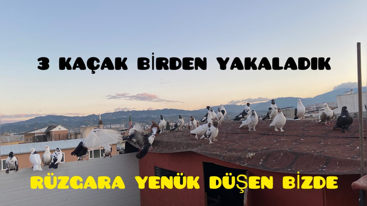 3 KAÇAK GÜVERCİN BİRDEN YAKALADIK- ZOR GELDİ AMA GELDİ
