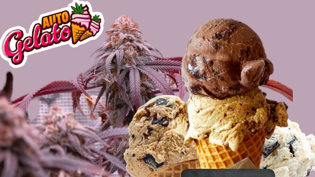 🍦AUTO GELATO DE  (FAST BUDS) Aroma y sabor &uacute;nicos, potente efecto que congela tu cerebro🍦
