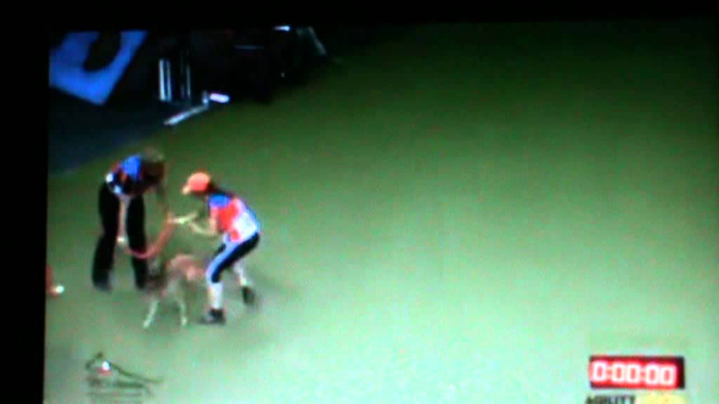 TEAM JUMPING LARGE FCI NETHERLANDS WK2012 AGILITY VISION