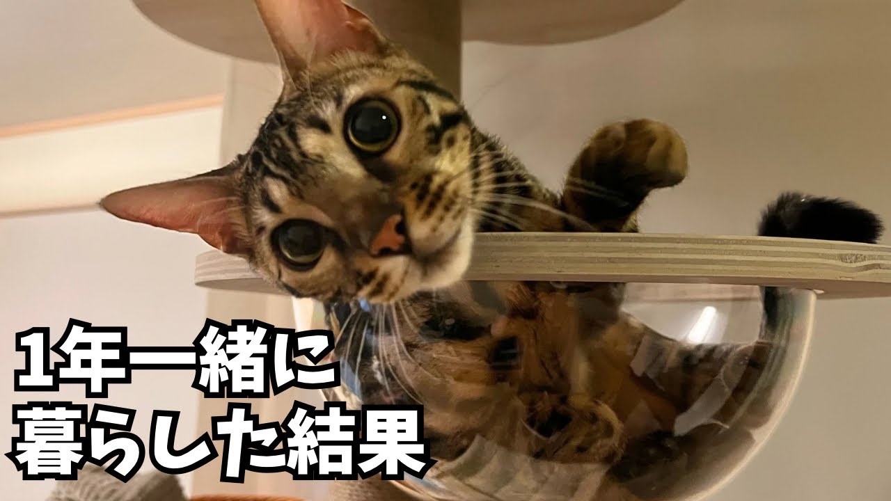 【祝1周年】ベンガル猫と1年一緒に暮らした結果