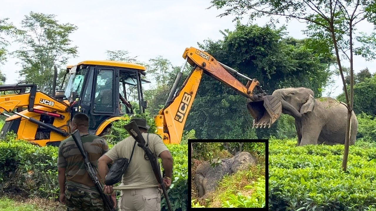 JCB vs Elephant ☠️ | Wildlife Rescue Operation: Elephant Rescued Using JCB | Mother Elephant vs jCB 