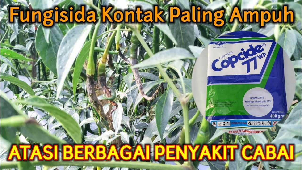 Copcide | Fungisida Kontak Rollingan Nativo Untuk Mengatasi Penyakit Jamur Patogen Pada Tanaman Cabe