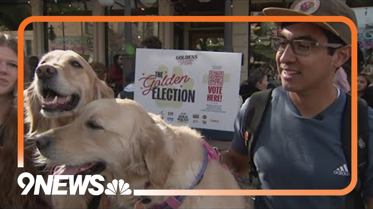 Golden retrievers take over Golden