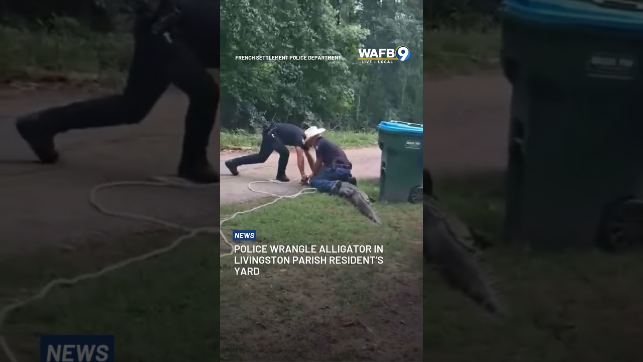 СМОТРИТЕ: Полиция задерживает аллигатора во дворе в округе Ливингстон.