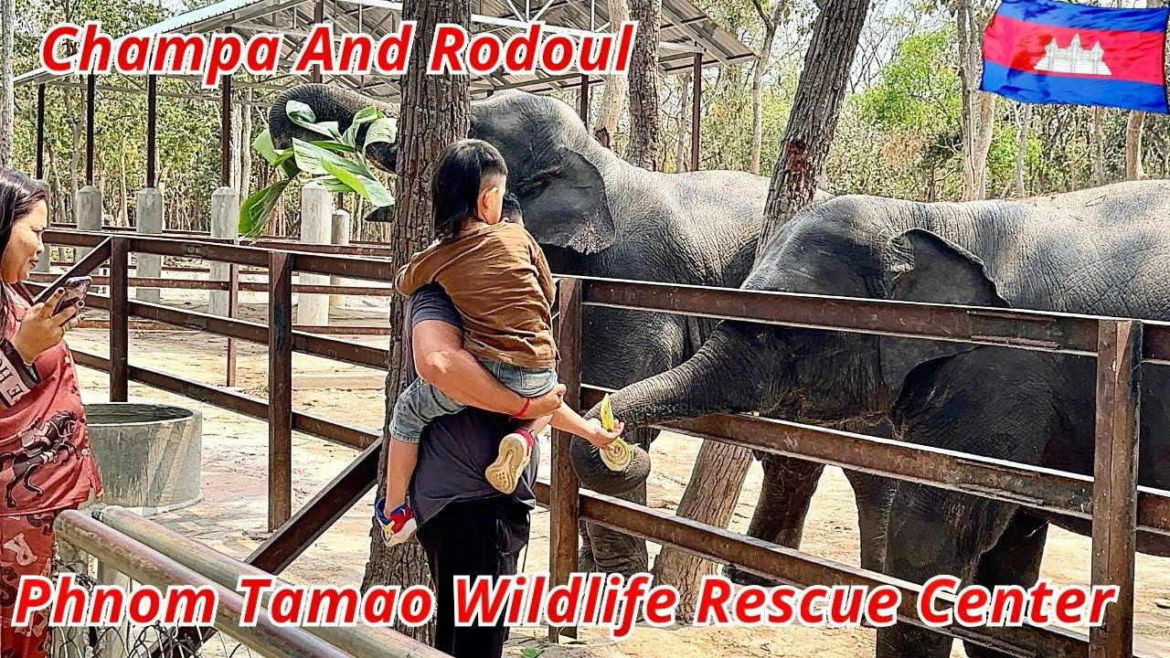 Baby Elephants Champa & Rumduol Playing Happily with Tourists | Phnom Tamao Wildlife Rescue Center