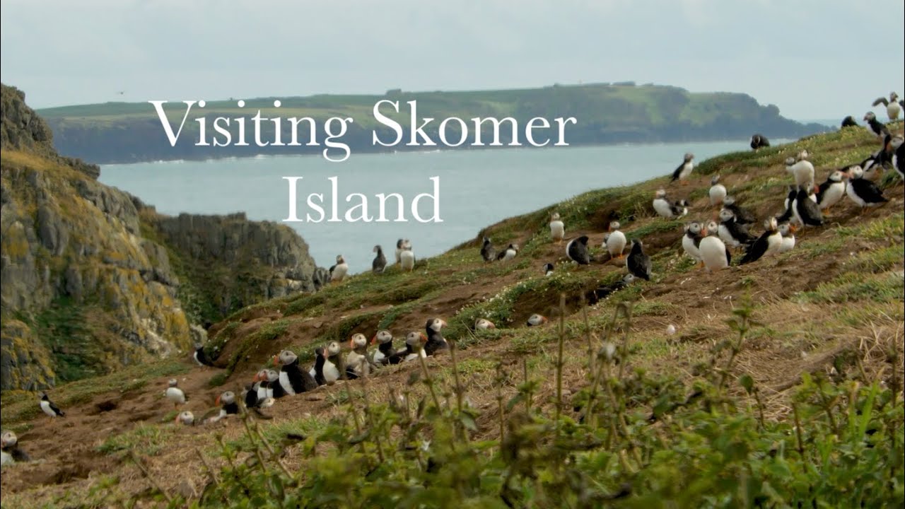 Skomer Island Pembrokeshire: Summer Series EP02