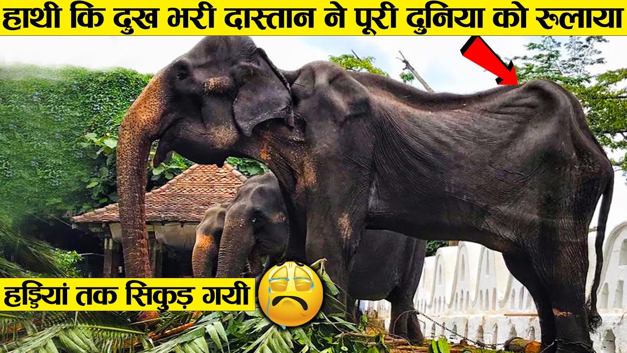 ऐसा निर्दयी मालिक भगवान किसी जानवर को न दे 🙏🏻 ।। Heartwarming moments (Part-3)