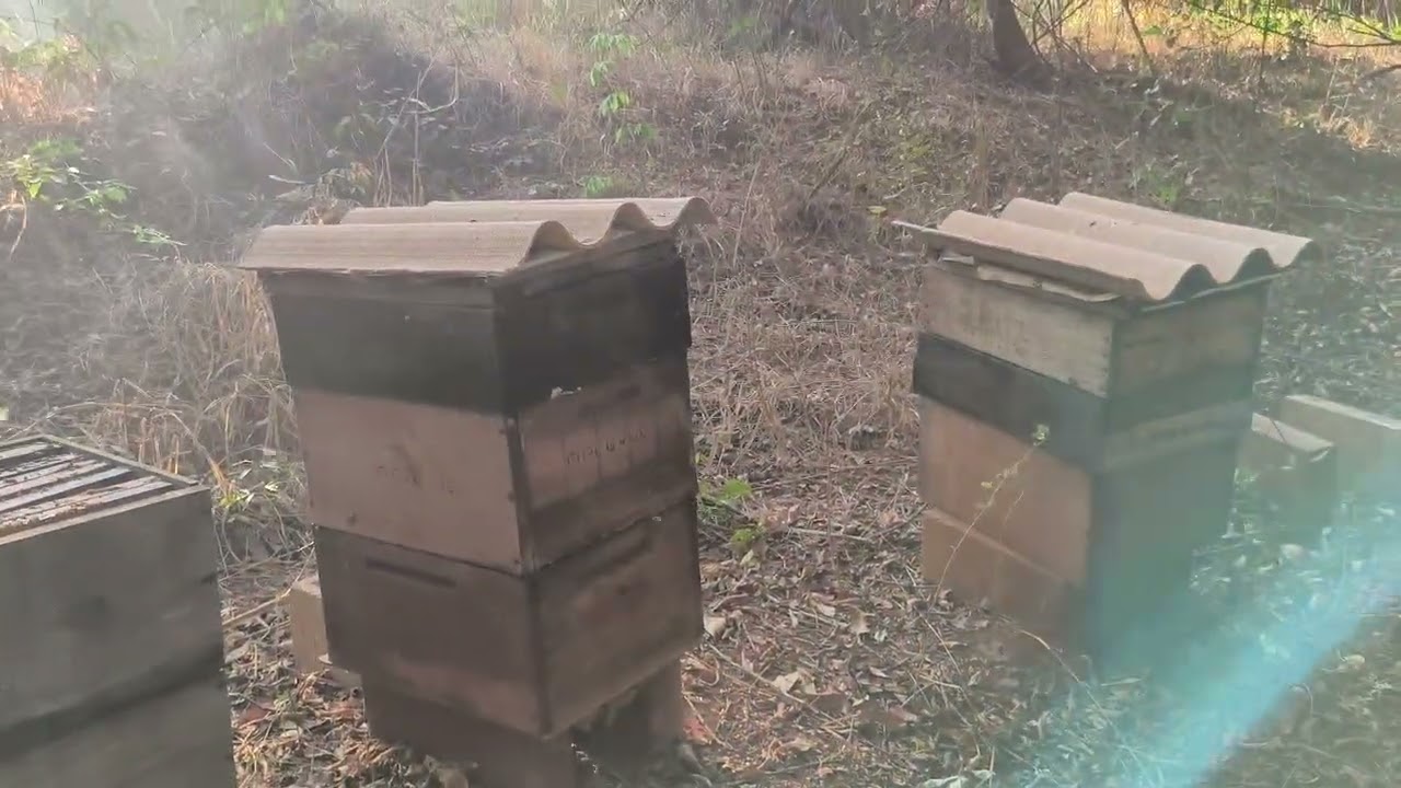 Manejo de safra 2025 no Apiário de 80 cxs