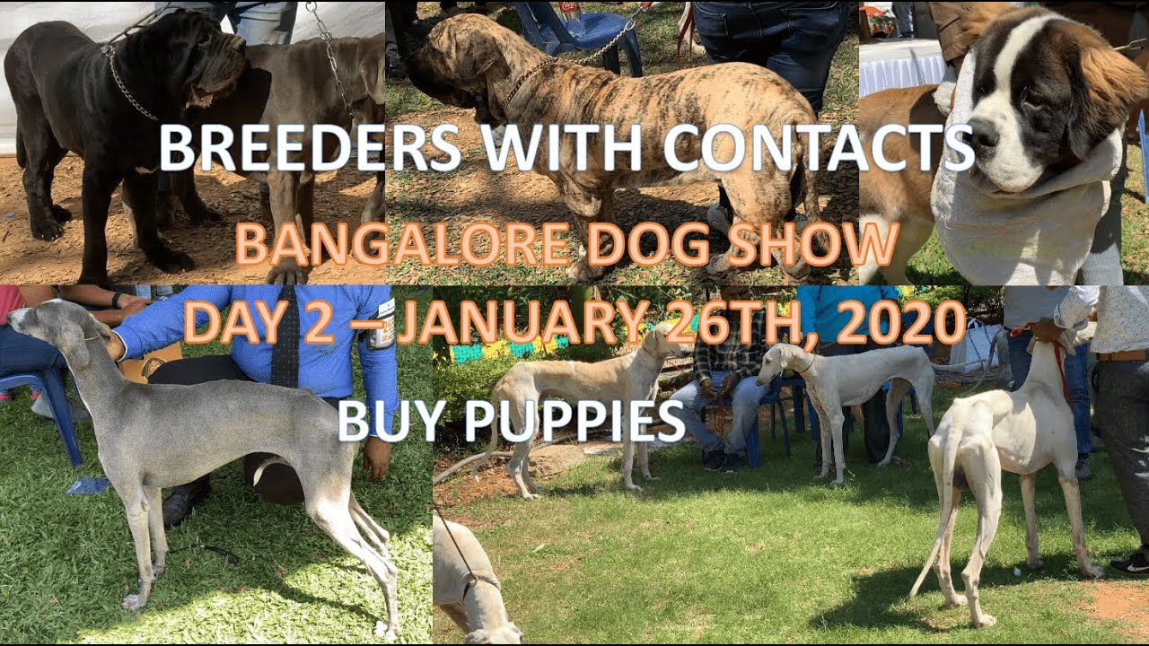8 lakh ka kutta,   Bangalore dog show day 2- 26th January 2020 - BREEDERS WITH CONTACTS