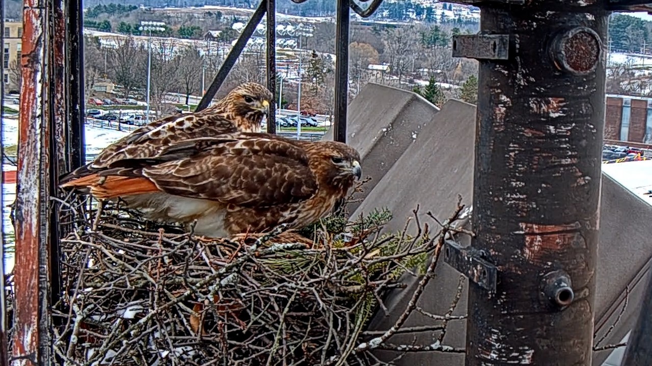 Big Red And Arthur Reunite At Cornell Hawks Nest As Eggs Expected Soon | Mar. 19, 2026
