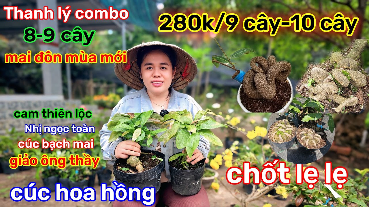 🌲27/2☎️Vườn mai Chị Nhi☎️combo thanh lý🌲8-9 cây=280k bao ship🌲quá trời rẻ🌲chốt gấp 