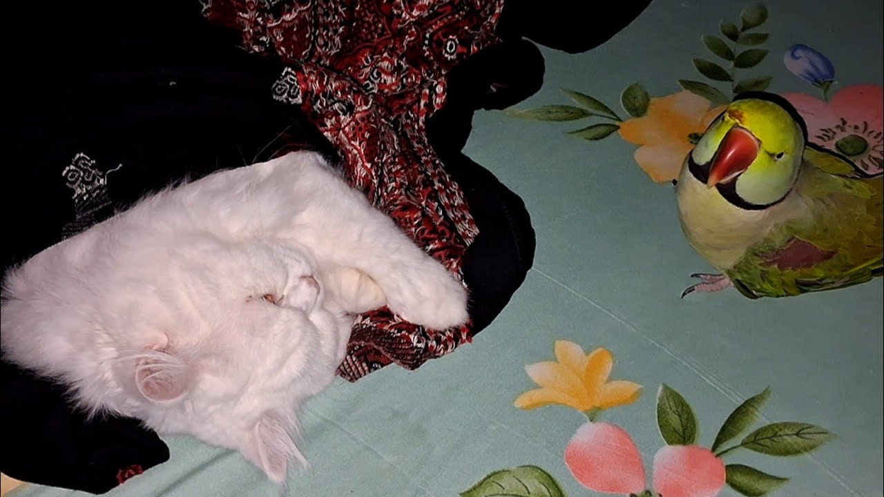 Попугай дразнит спящую кошку!