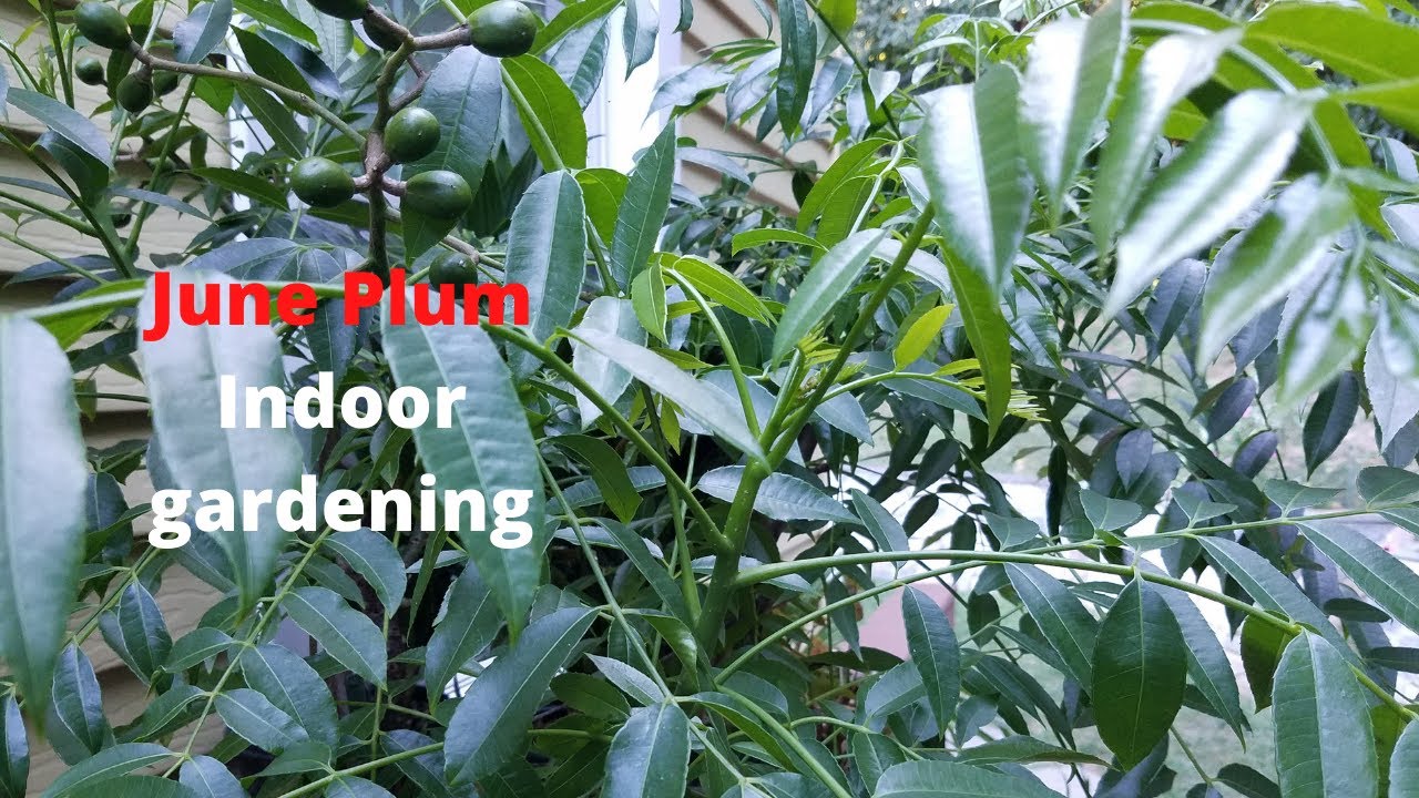 How to grow fruit trees indoors in winter. June plum/Hog plum/Golden apple: Spondias Dulcis; vlog #1