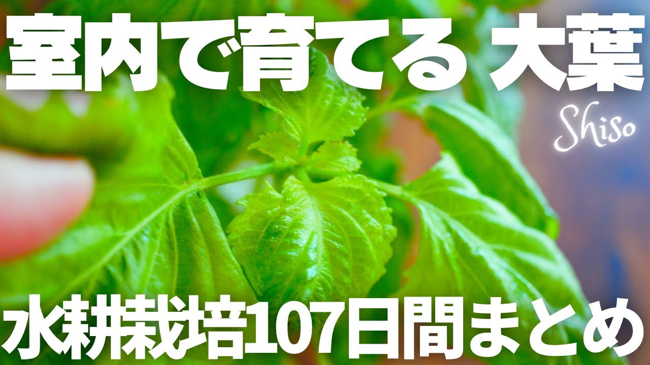 【水耕栽培】大葉を部屋で栽培した結果｜シソ栽培【まとめ】